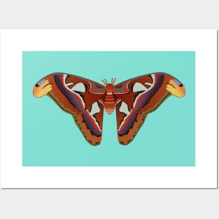 A vector illustration of an atlas moth Posters and Art